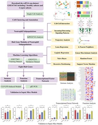 Integrated multi-omics and artificial intelligence to explore new neutrophils clusters and potential biomarkers in sepsis with experimental validation